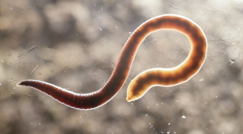 parasite worm from the human body