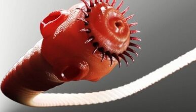 Types of parasites in the human body