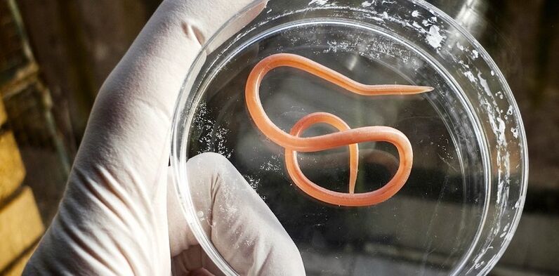 a parasite from the human body