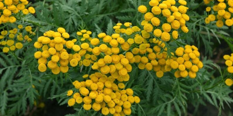 wormwood to remove parasites from the body