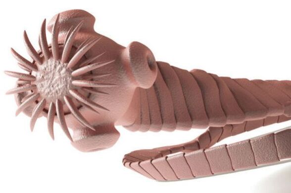 a parasite from the human body