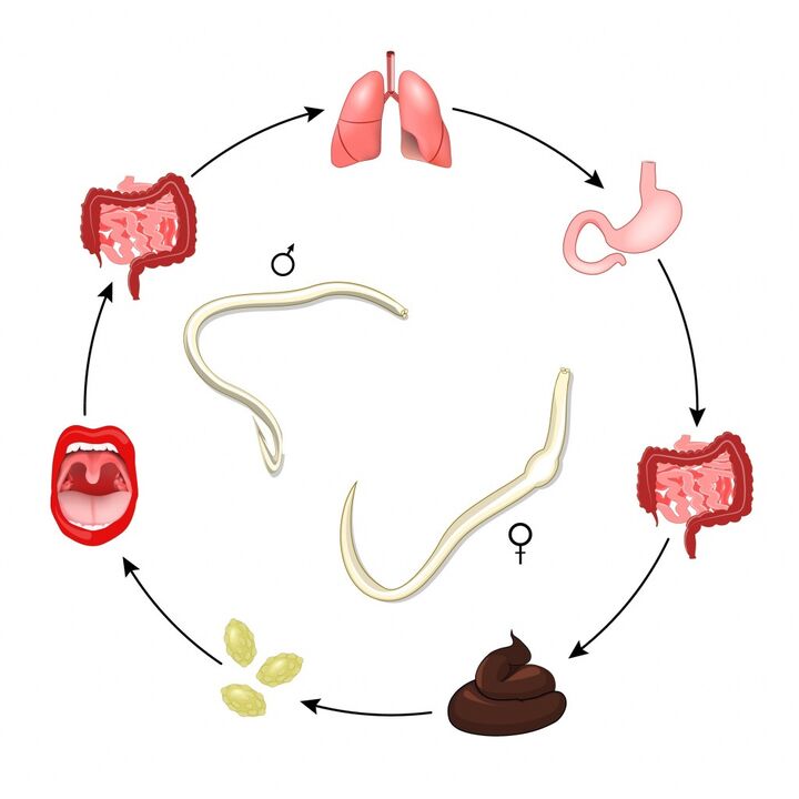life cycle of roundworms